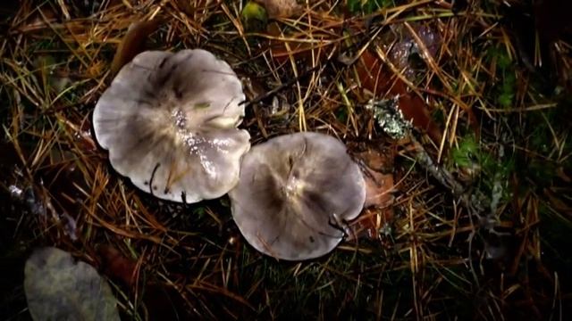 Как же нам повезло! Нашли Рядовки Серые Штриховатые. Грибы Мышата в конце Октября. смотреть онлайн