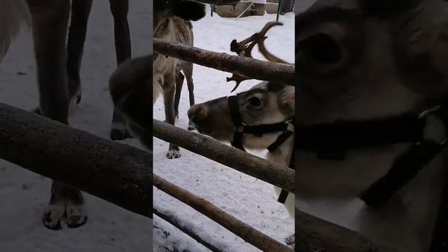 Кормление оленей ягелем смотреть онлайн