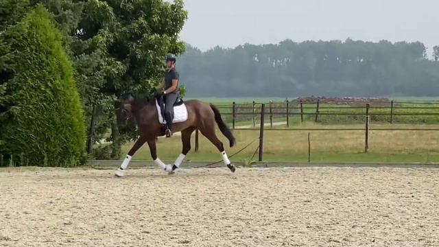 SOLD | Dressage Prospect. Gelding. 2016. смотреть онлайн