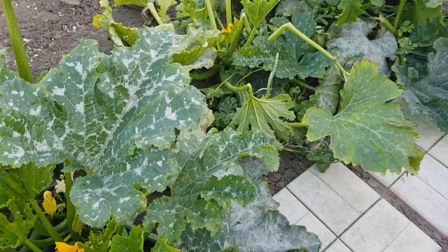 Чем кормить утят летом для быстрого роста смотреть онлайн