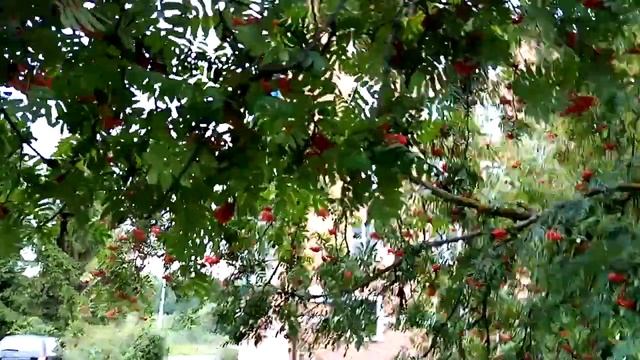 Рябина смотреть онлайн