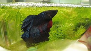 УРА !! РОДИЛИСЬ МАЛЬКИ  У РЫБКИ ПЕТУШКА ХАЛФ МУН #петушокрыбка ( ПИТОМНИК "МАРИ МИСТИК" )