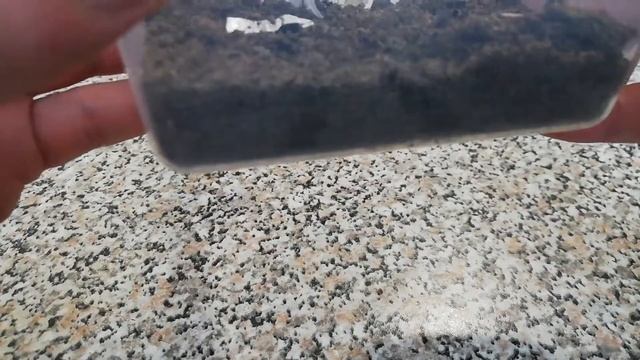 Муравьи Черный садовый муравей/Lasius niger (Начало) смотреть онлайн