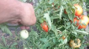 Томаты ЯМАЛ 200.