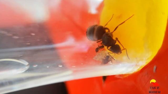 Lasius niger / Черный садовый муравей смотреть онлайн