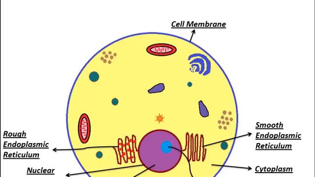 An Introduction to Animal Cell and its organelles смотреть онлайн