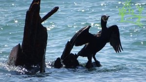 Голоса птиц Как поёт Хохлатый баклан (Phalacrocorax aristotelis).mp4