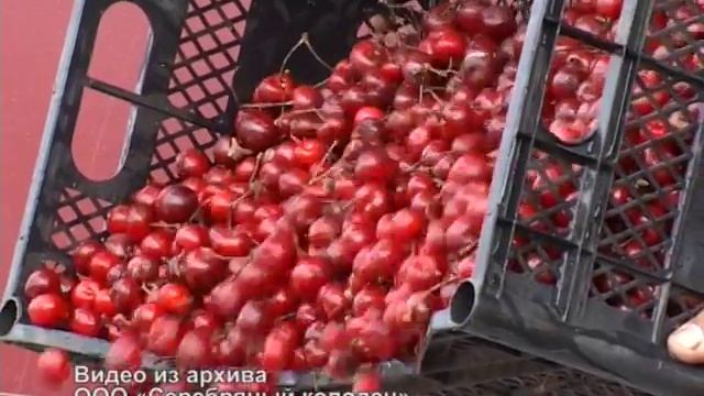 Дзерасса Кцоева: Серебряный колодец. Сила идеи смотреть онлайн