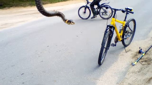 поймал ужа смотреть онлайн