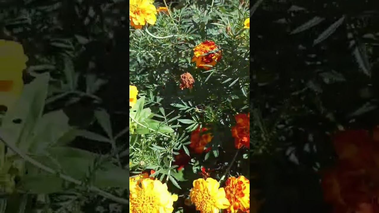 Бабочки-красавицы смотреть онлайн