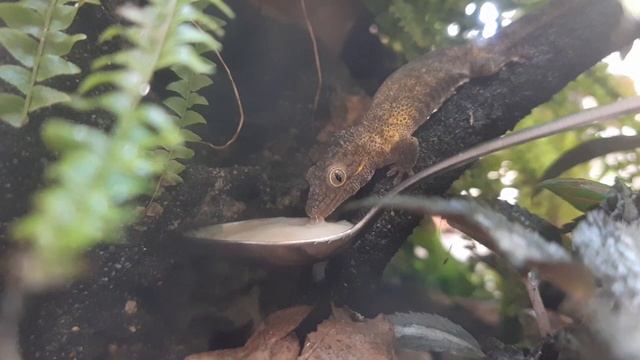 Eurydactylodes agricolae eating смотреть онлайн
