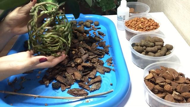 Пересадка ОРХИДЕИ ДИКИЙ КОТ смотреть онлайн