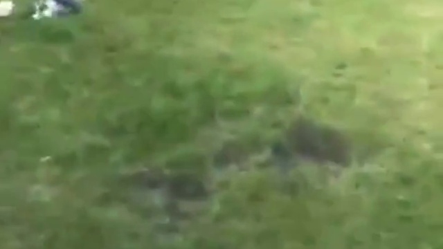 С собаками скучно не бывает смотреть онлайн