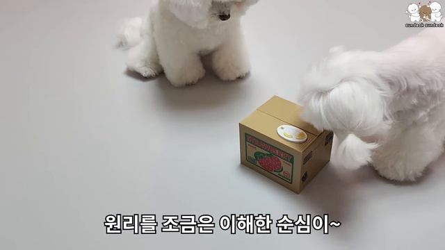 고양이가 자기 간식을 가져갔을 때 강아지 귀여운 반응~ смотреть онлайн