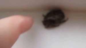 Жук июньский зеленый на подоконнике