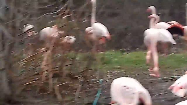 Пражский зоопарк (Фламинго) / Prague Zoo (Flamingo) смотреть онлайн