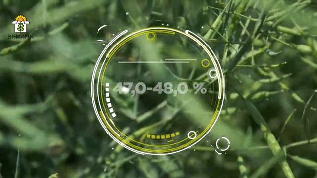 День Поля - сорта и технологии возделывания озимого рапса ВНИИМК 2021 смотреть онлайн