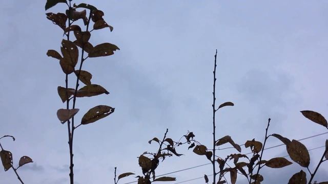 Липоевая кислота и сахара смотреть онлайн