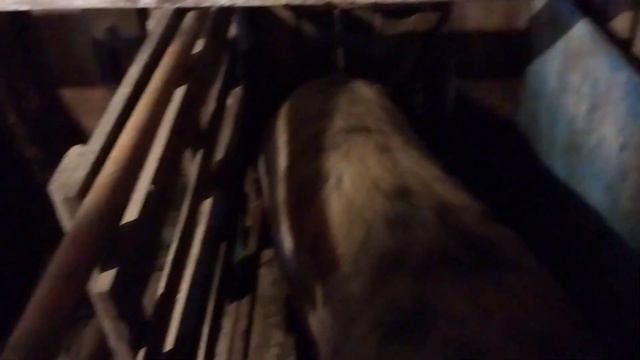 Привесы быков за февраль, вес поросят в 2месяца. 1.03.23г. смотреть онлайн