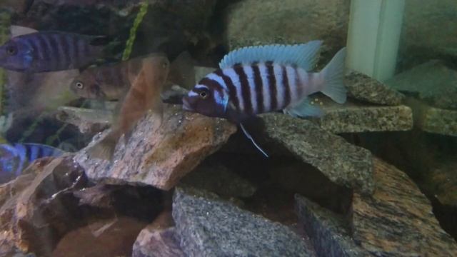 Pseudotropheus Zebra (Maylandia Zebra)