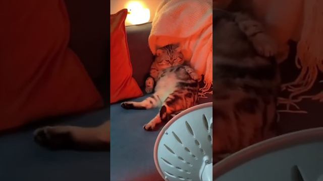 Сиеста смотреть онлайн