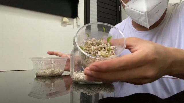 A Short Plant Chores | Repotting, Dividing & Seedlings Anthurium Vittarifolium