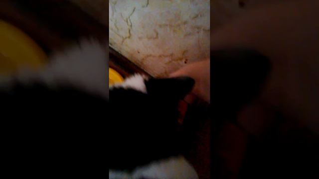 кошка хочет есть смотреть онлайн