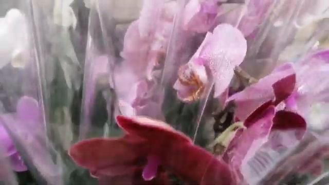 Обзор орхидей, есть свежие в тц.Касторама.г. Пермь. Ожидается три привоза на той неделе! смотреть онлайн