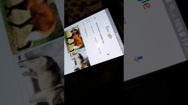 К какому семейству относятся Зайцы)))) смотреть онлайн