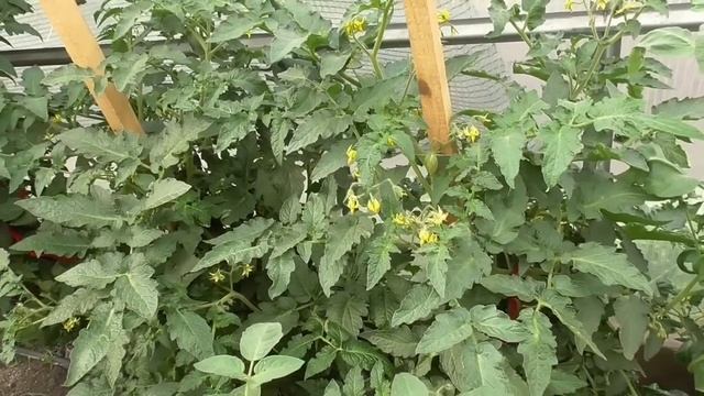 Томатный Гном Бой с тенью идеален для выращивания в теплице - ранний, компактный. А какой красивый! смотреть онлайн