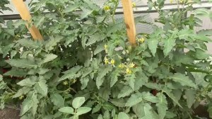 Томатный Гном Бой с тенью идеален для выращивания в теплице - ранний, компактный. А какой красивый!