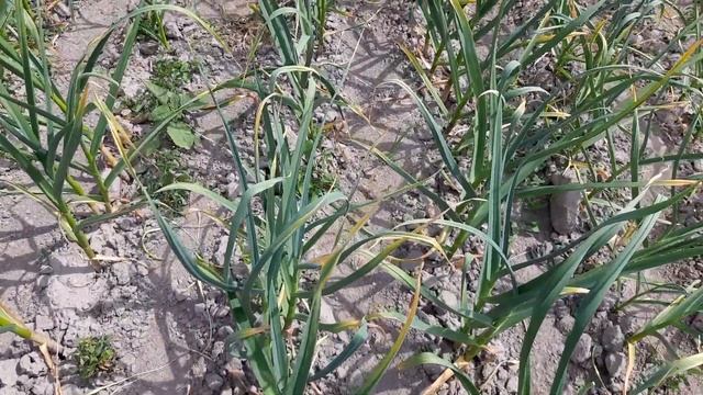 Виломка стрілки на часнику, друге коло. Результат роботи грунтового гербіциду Стомп 330 на 17 червн смотреть онлайн