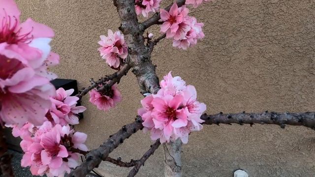 "Bonfire" Dwarf Ornamental Peach-Flowering Tree (Part 2: The Full Bloom) Prunus Persica смотреть онлайн