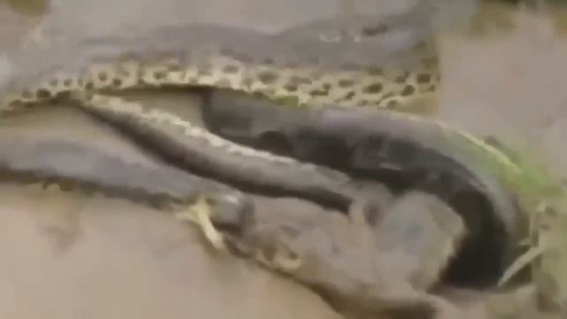 Anaconda vs Crocodile Python vs Alligator compilation Python vs crocodile Snake смотреть онлайн