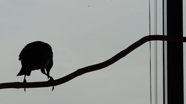 ПЕСНЯ УДОДА смотреть онлайн