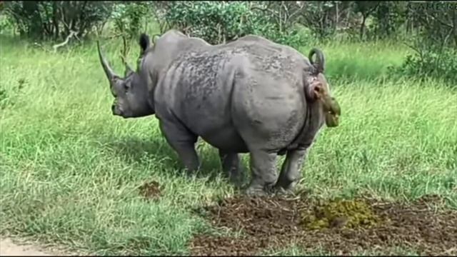 носорог хотел пукнуть а он насрал легчик/leghik смотреть онлайн