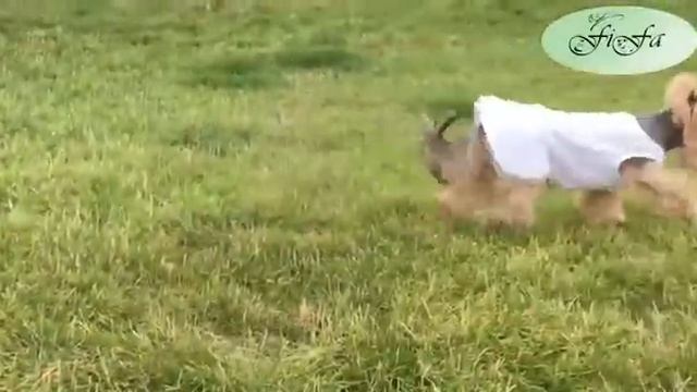 Платье для собак Леди VIP смотреть онлайн