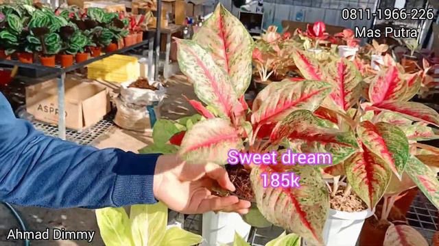 AGLAONEMANYA SEDANG READY STOK YANG CANTIK2 DAN MURAH2 BANGET смотреть онлайн