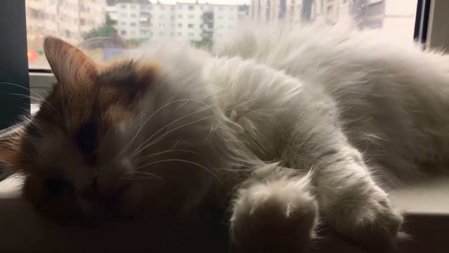 Смешная кошка Вика падает с подоконника смотреть онлайн