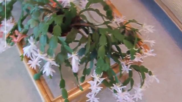 christmas cactus thanksgiving cactus easter cactus - zygocactus care schlumbergera truncata care смотреть онлайн