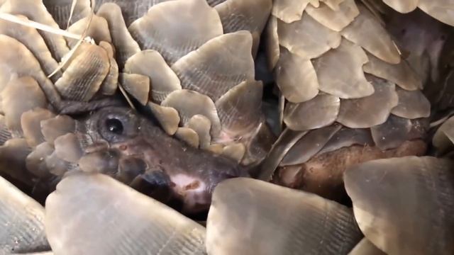 How Pangolin Gives Birth To Cute Baby ? смотреть онлайн
