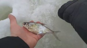 ГУСТЕРА, БЕЛОГЛАЗКА и ЛЕЩ (Элегантные речные рыбы)