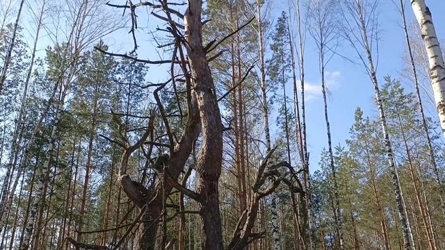 Деревня около Гомеля. Я в весеннем лесу... Сбор берёзовых почек. смотреть онлайн