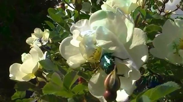 Летний день смотреть онлайн