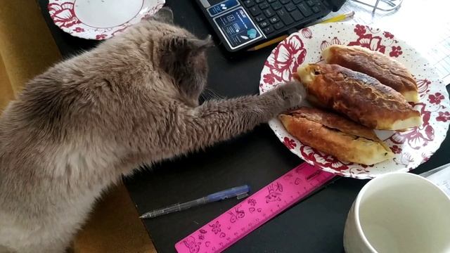 воспитанный кот Фёдор.