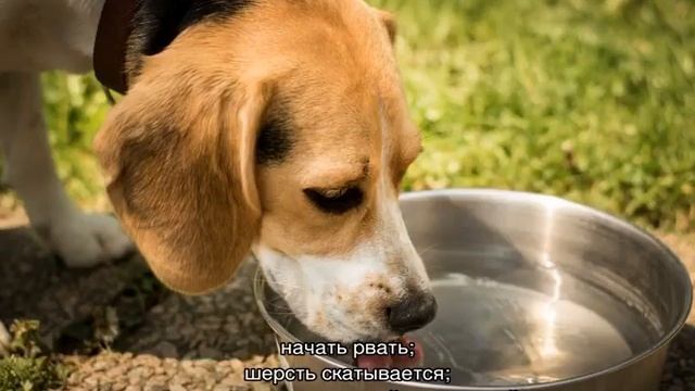Собака не пьет воду но ест: причины, как заставить щенка попить смотреть онлайн