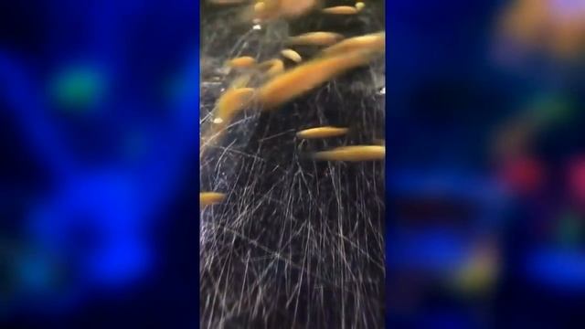 Как нас обманывают продавцы Глофиш (GloFish) и как отличить подделку?!