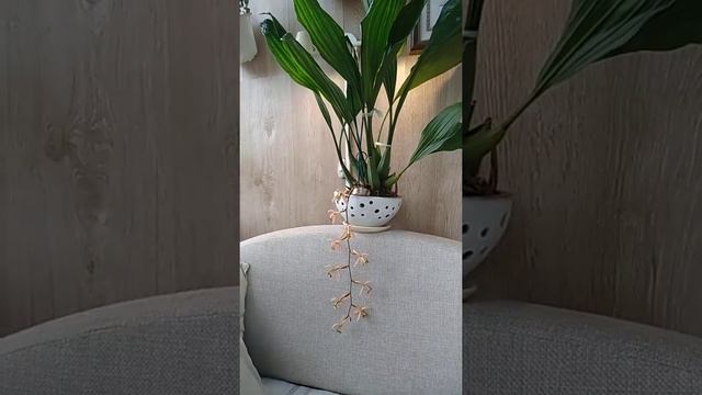 цветение Coelogyne velutina. смотреть онлайн