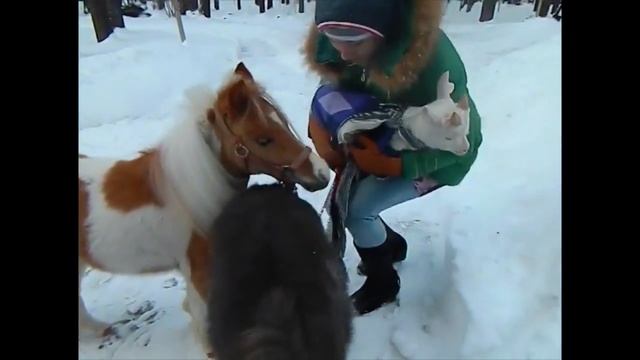 Мини-лошадки на праздник - 8(916)702-1108 смотреть онлайн