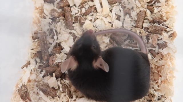 Cleaning & Setting Up My Mouse & Dwarf Hamster Cages смотреть онлайн